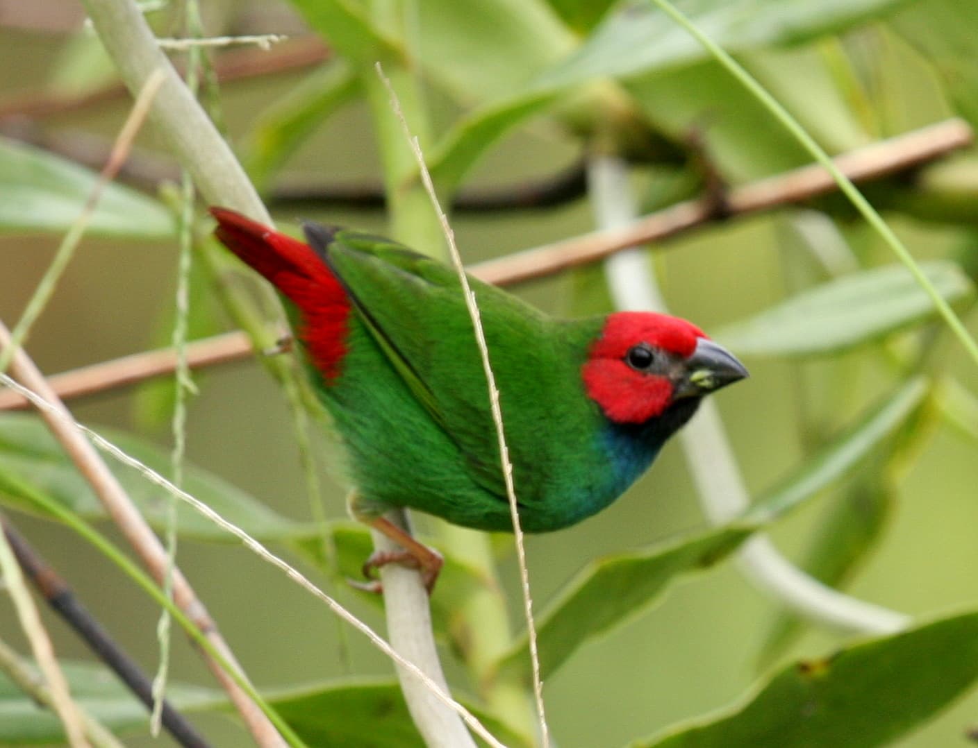Savusavu — 3
