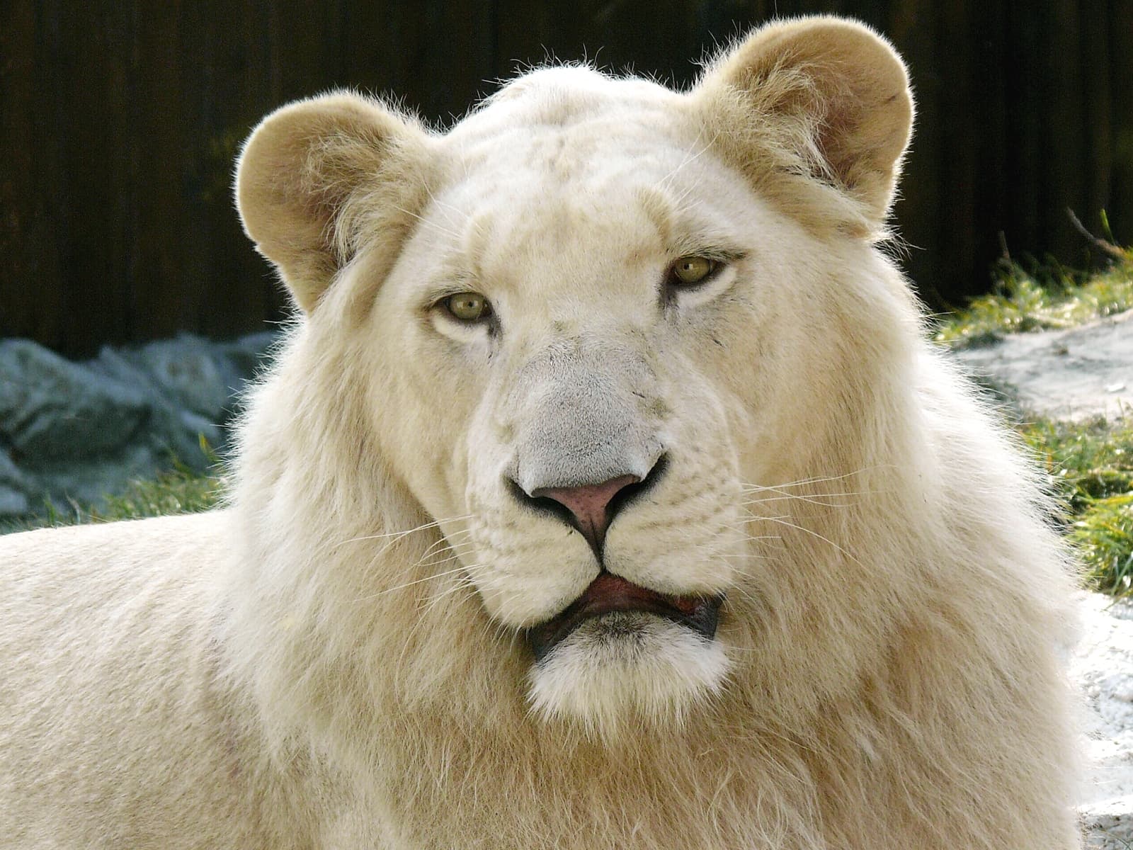 León — 3